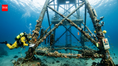 ScienceA floating wind turbine off Spain became an underwater farm for four species
