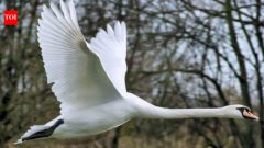 Five pet swans escaped in Maryland; descendants later neared 4,000