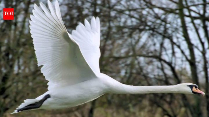 Five pet swans escaped in Maryland; descendants later neared 4,000