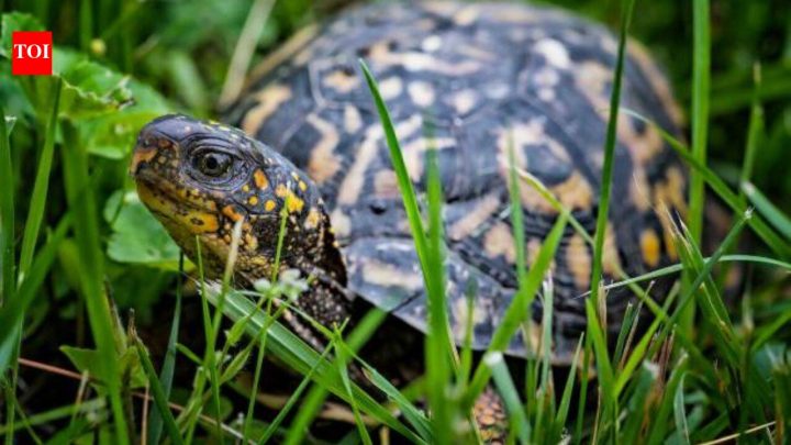 1,256MW nuclear reactor on Lake Erie doubles as wildlife sanctuary