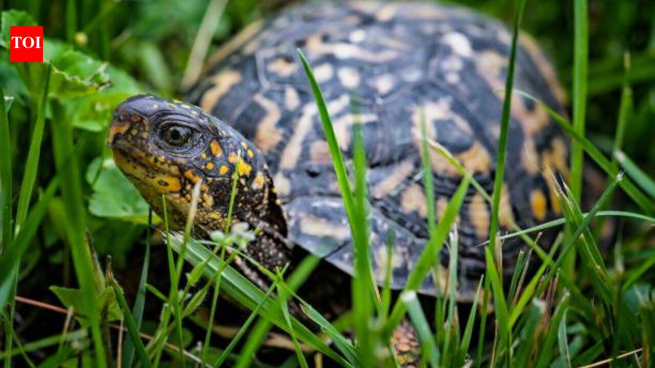 1,256MW nuclear reactor on Lake Erie doubles as wildlife sanctuary