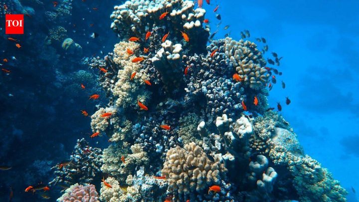 Miami Beach sinks 22 concrete cars underwater to create a coral habitat