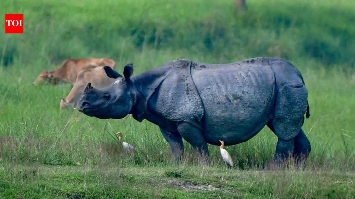 ExclusiveWhy Assam wants to shrink Kaziranga National Park's eco-sensitive zone – explained