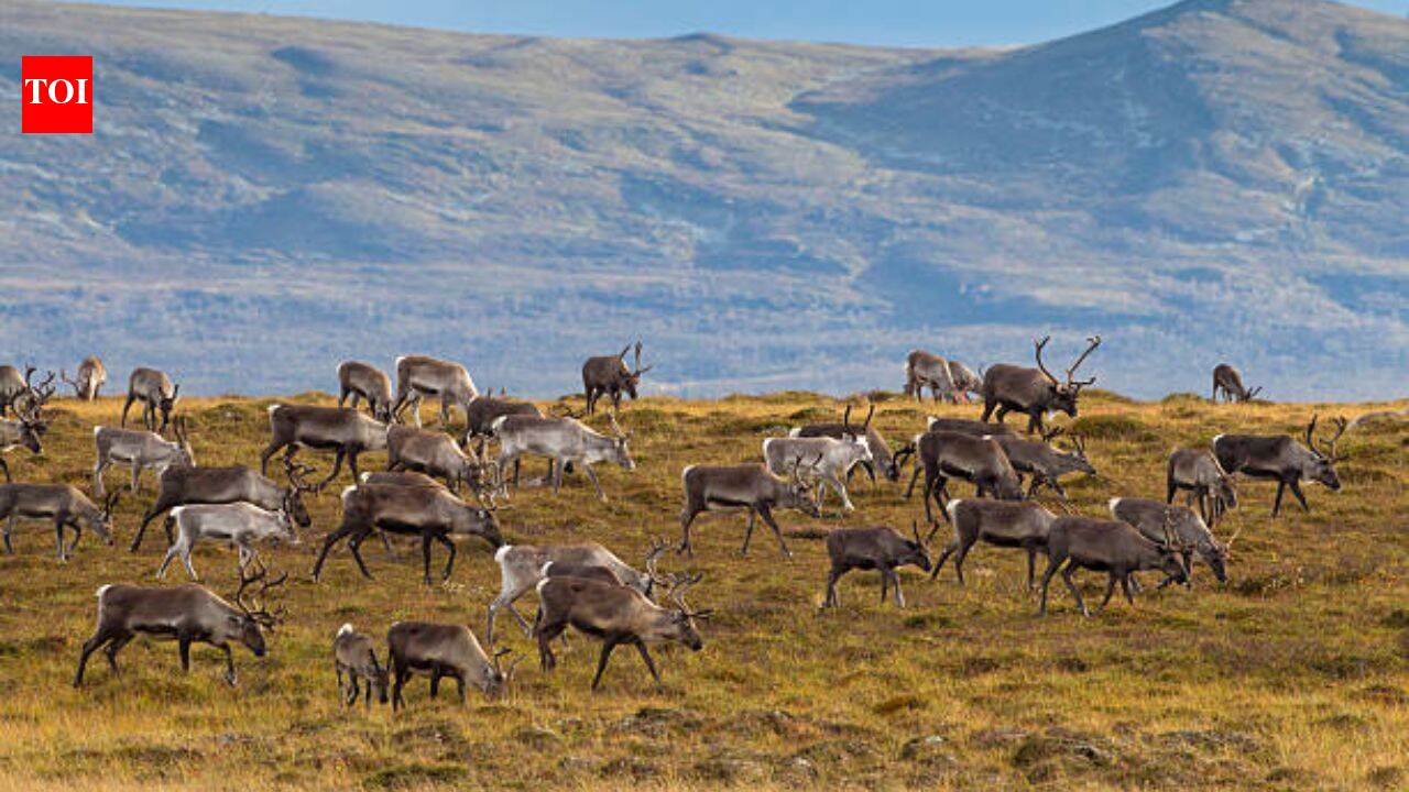 Alaska island's 29 reindeer multiplied, then ate themselves to extinction