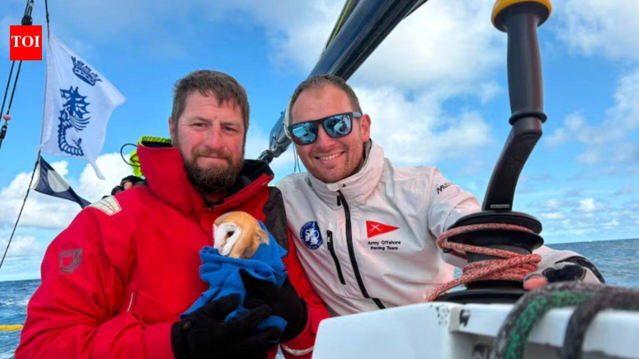Tiny owl flies 70 miles offshore, collapses on yacht and finds unlikely rescuers