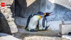 Meet Sir Nils Olav III, world's highest-ranking penguin, set to become a father