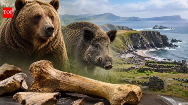Ireland's famous 'Kerry cow' bones reidentified as ancient bear and wild boar