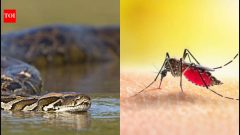 Florida scientists found mosquito blood meals could help locate hidden pythons