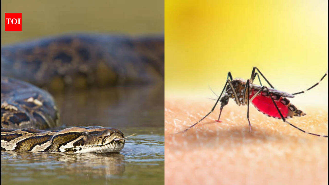 Florida scientists found mosquito blood meals could help locate hidden pythons