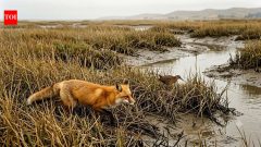 ScienceIn the 1800s red foxes came to California and a rare rail nearly vanished