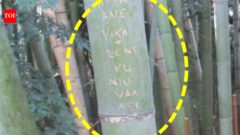 Kyoto moves bamboo beyond visitors' reach after 350 stalks are vandalised
