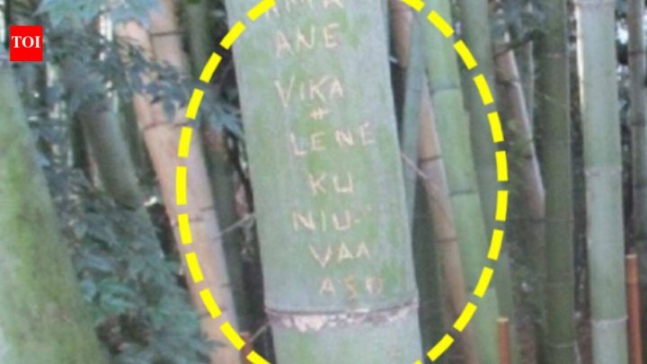 Kyoto moves bamboo beyond visitors' reach after 350 stalks are vandalised