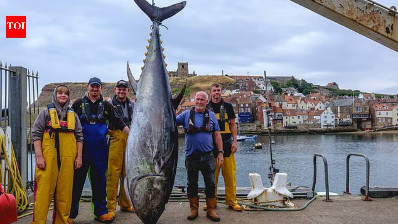 746lb bluefin tuna caught off Yorkshire as species returns to UK waters