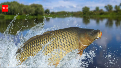 Tasmania declares carp eradicated after 28-year removal of 49,000 fish, trout rebound
