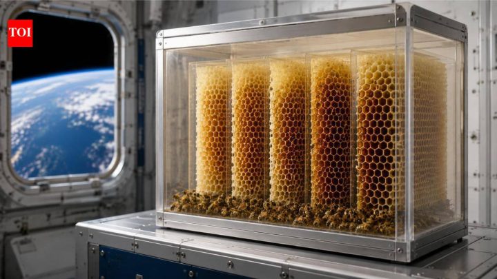 Tech NewsIn 1984, Nasa sent 3,301 bees to space to see how they built honeycomb