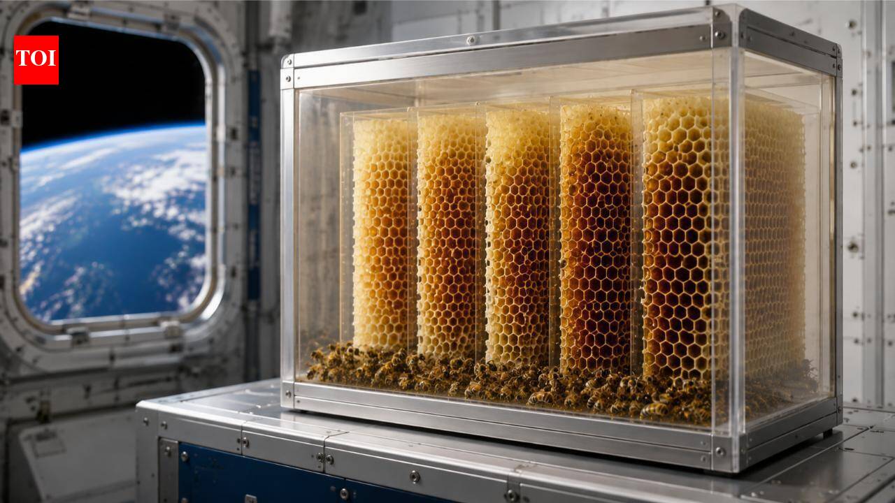 Tech NewsIn 1984, Nasa sent 3,301 bees to space to see how they built honeycomb