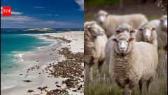 45 sheep brought to San Miguel Island grew to 6,000 in just 12 years