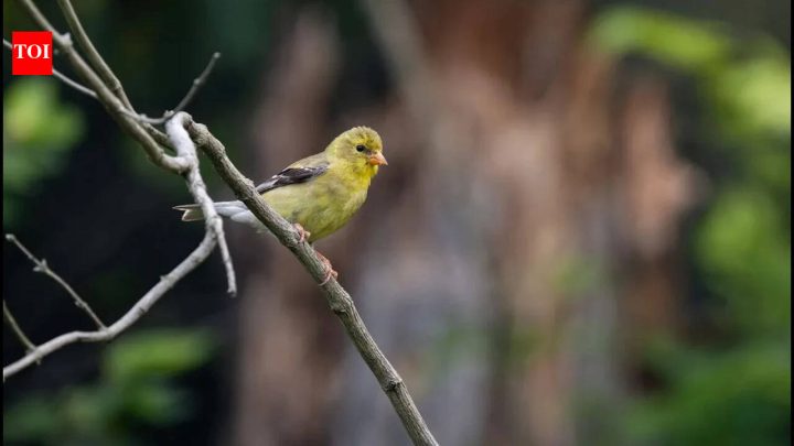 Virginia farmer helps create 2,500-acre wildlife corridor through conservation