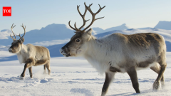 Reindeer released for food on South Georgia later damaged native vegetation