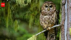 Scientists say northern spotted owl is now functionally extinct in many areas