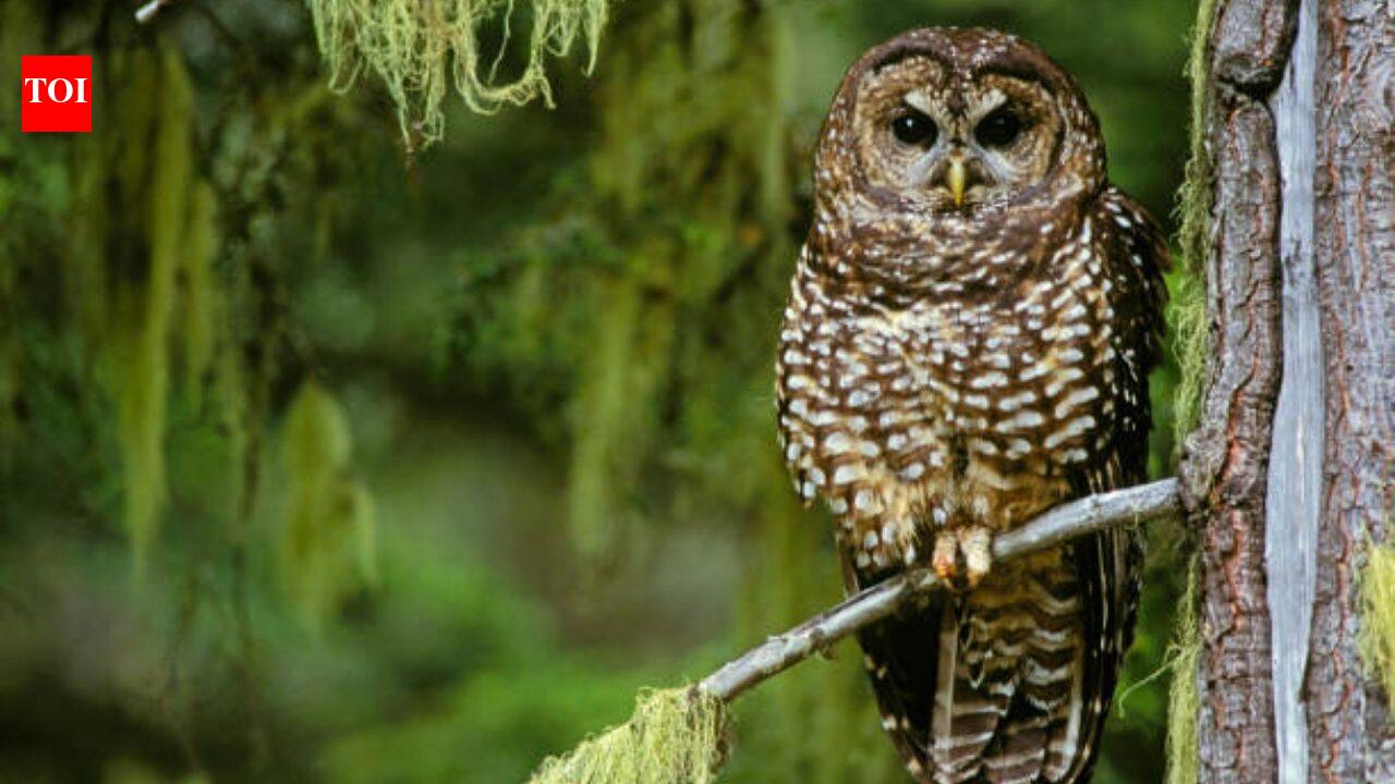 Scientists say northern spotted owl is now functionally extinct in many areas