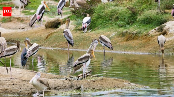 Texas rebuilt a vanished bird island; it now hosts over 2,500 nesting pairs