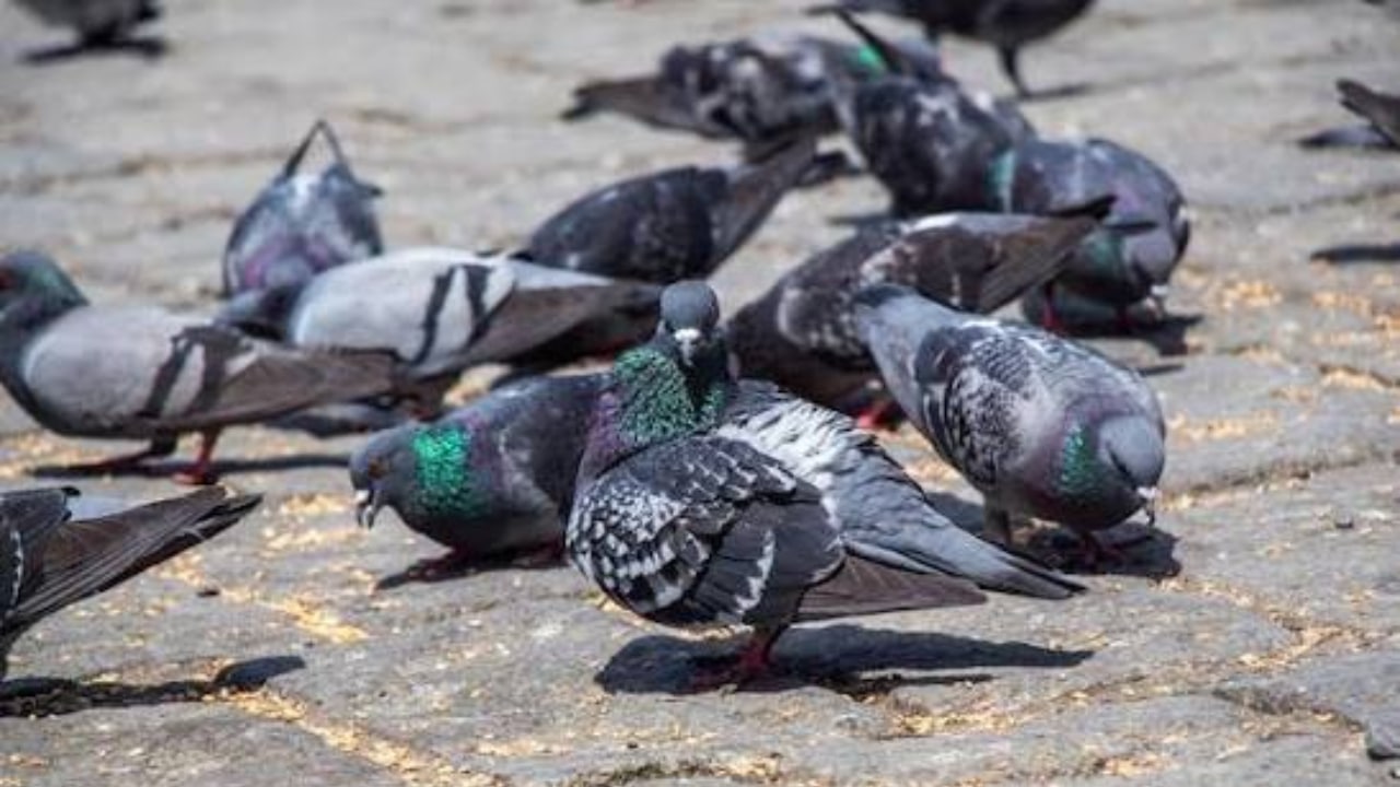 KP Issues Russian Pigeon Hunting Rules
