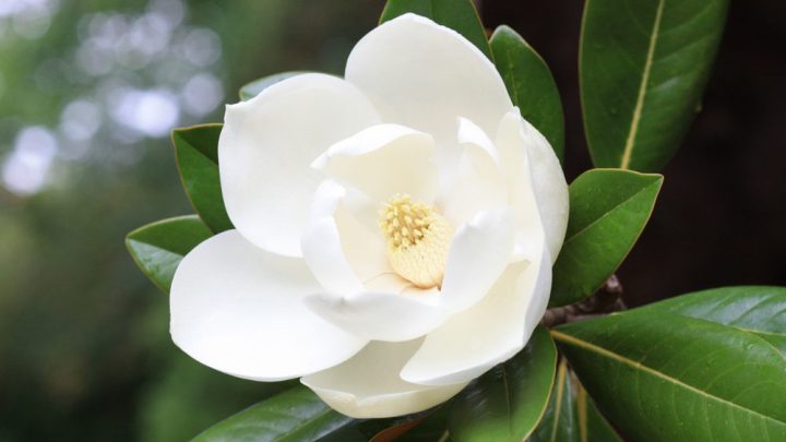 Magnolia Mornings: August 17, 2026
