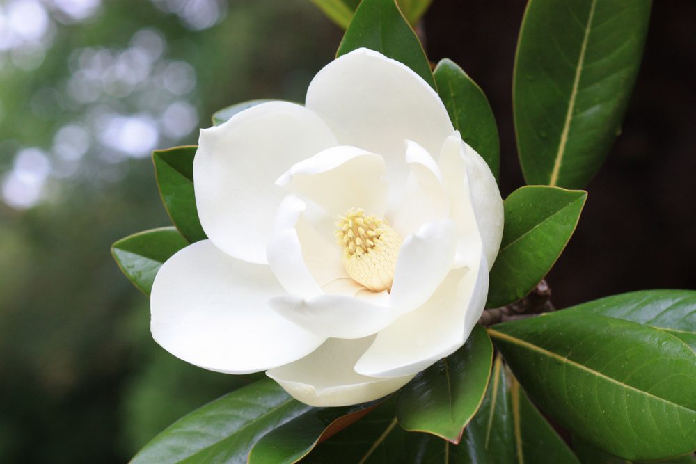 Magnolia Mornings: August 14, 2026