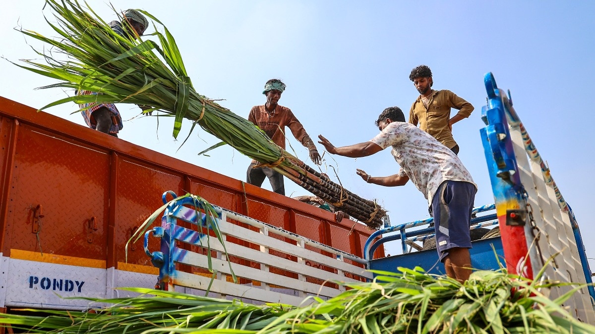 Sugar prices hit record high as cane goes to E20; India rushes to contain crisis