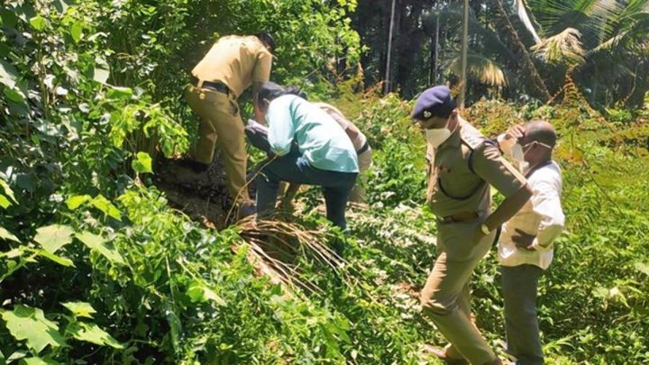 Muttil tree-felling case: Kerala High Court dismisses Roji Augustine’s plea to stay trial