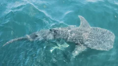 Pakistan announces first national action plan to conserve sharks
