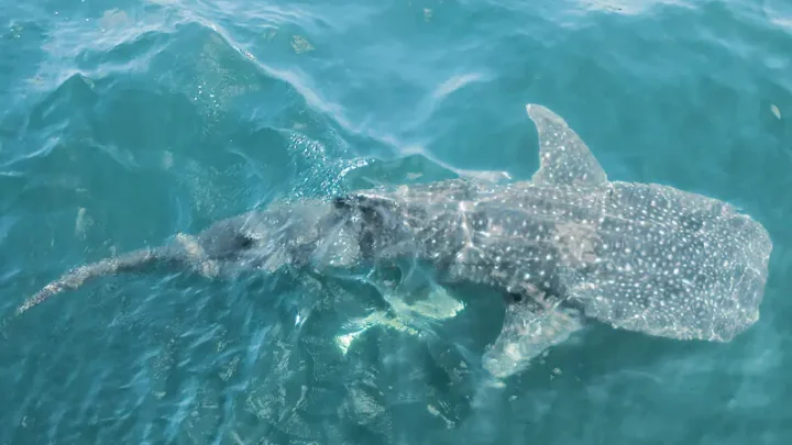 Pakistan announces first national action plan to conserve sharks