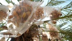 In West Bank, date farmers weigh impact of UK sanctions on Israeli settlers