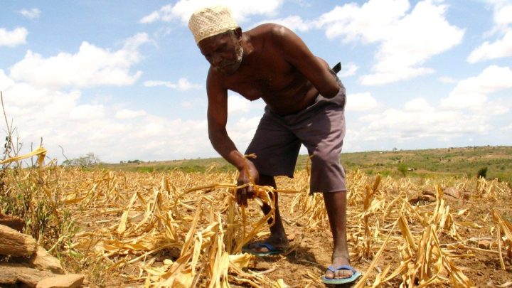 Africa’s Green Revolution threatens traditional foods