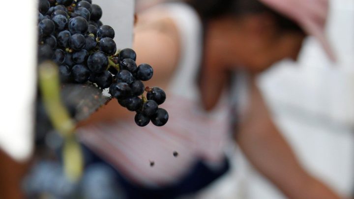How wildfires are scorching France’s wine industry
