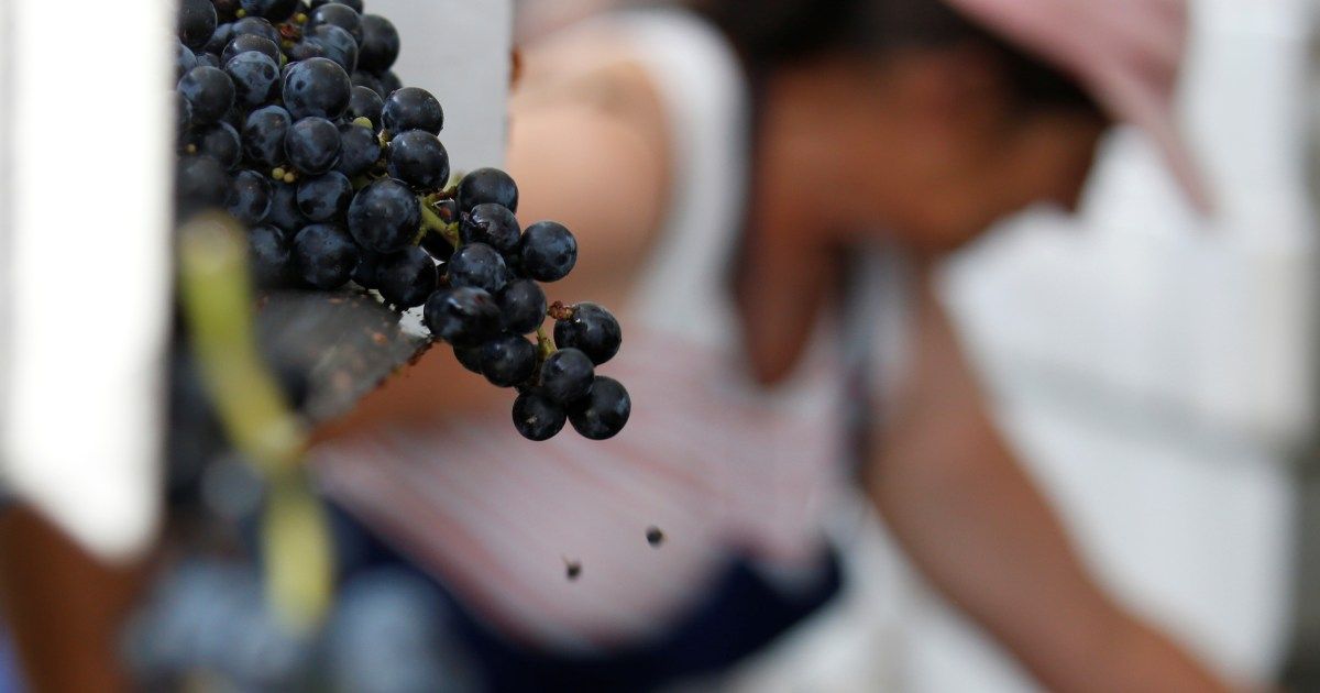 How wildfires are scorching France’s wine industry