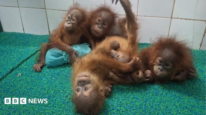 Baby orangutans found in Indian forest spark trafficking inquiry