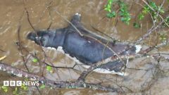 Zambians warned not to eat dead wildlife after anthrax kills dozens of animals