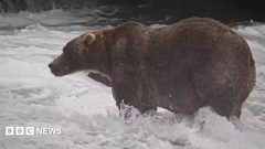 'Backpack' declared Alaska's Fat Bear Week winner