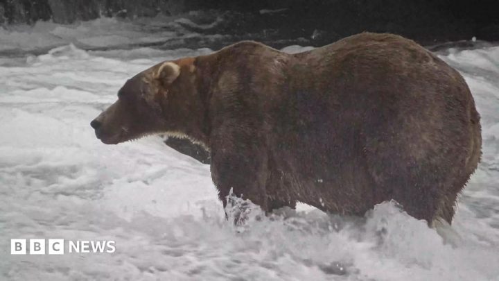 'Backpack' declared Alaska's Fat Bear Week winner