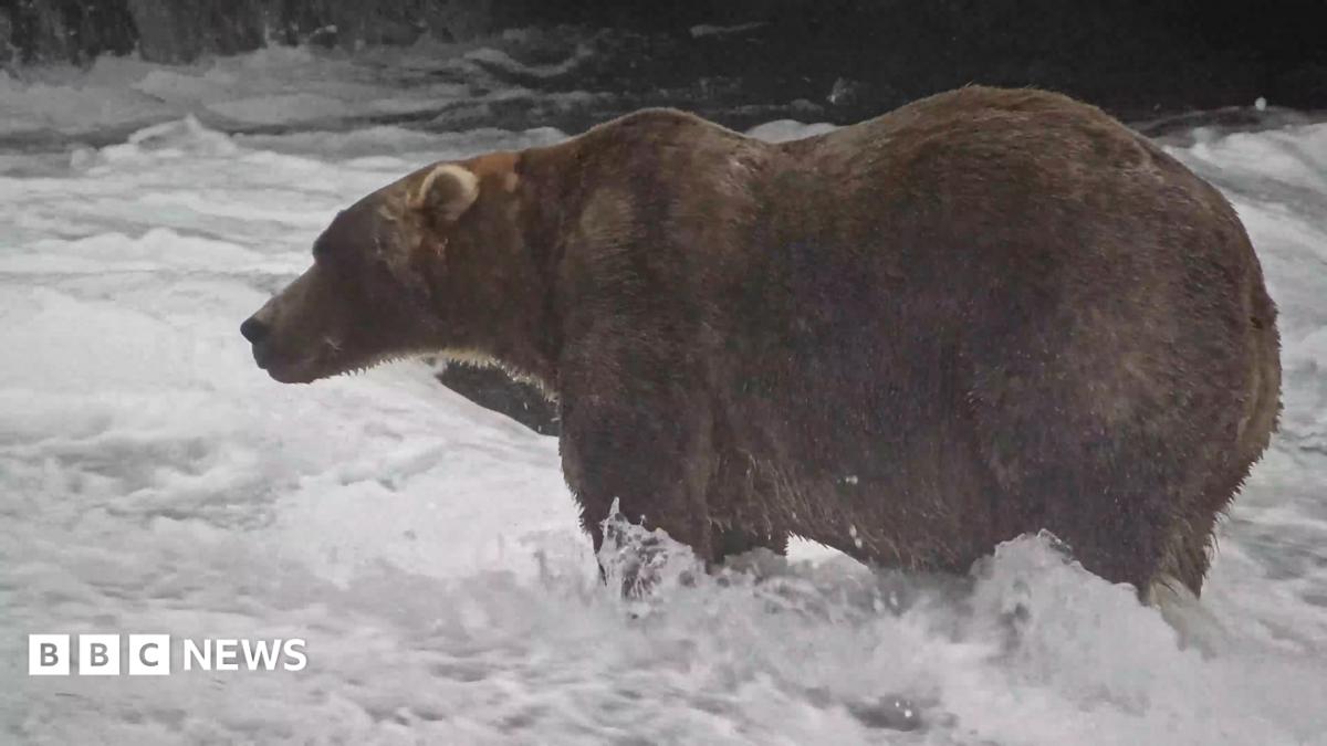 'Backpack' declared Alaska's Fat Bear Week winner