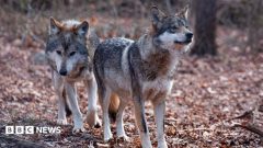 Trump signs order to remove endangered species protection for grey wolves