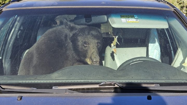 Hungry black bears are running into trouble in the Rocky Mountains