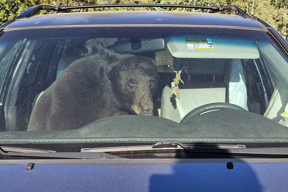 Hungry black bears are running into trouble in the Rocky Mountains