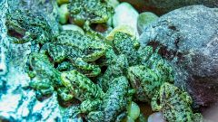 Long Beach’s aquarium has a plan to save frog on the brink of extinction