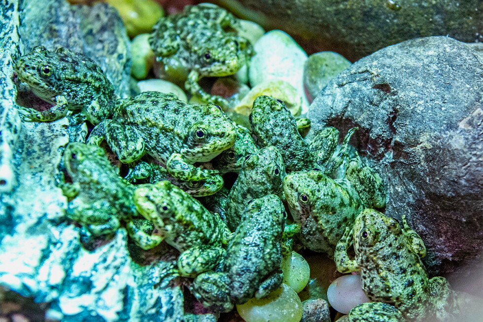Long Beach’s aquarium has a plan to save frog on the brink of extinction