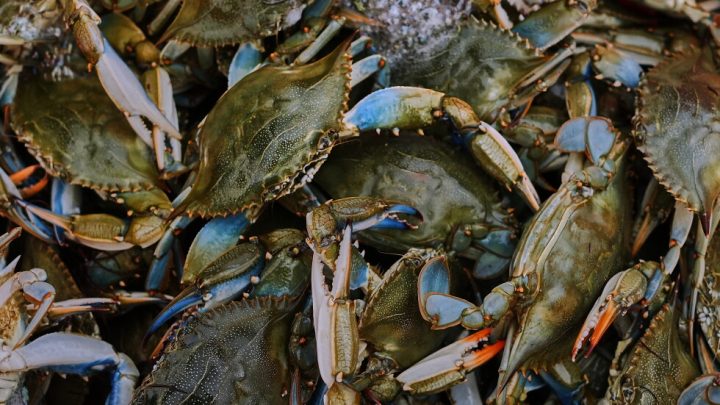 Italy has started exporting a delicacy prized abroad, reviled at home