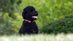 Obama mourns death of ‘cherished’ family dog