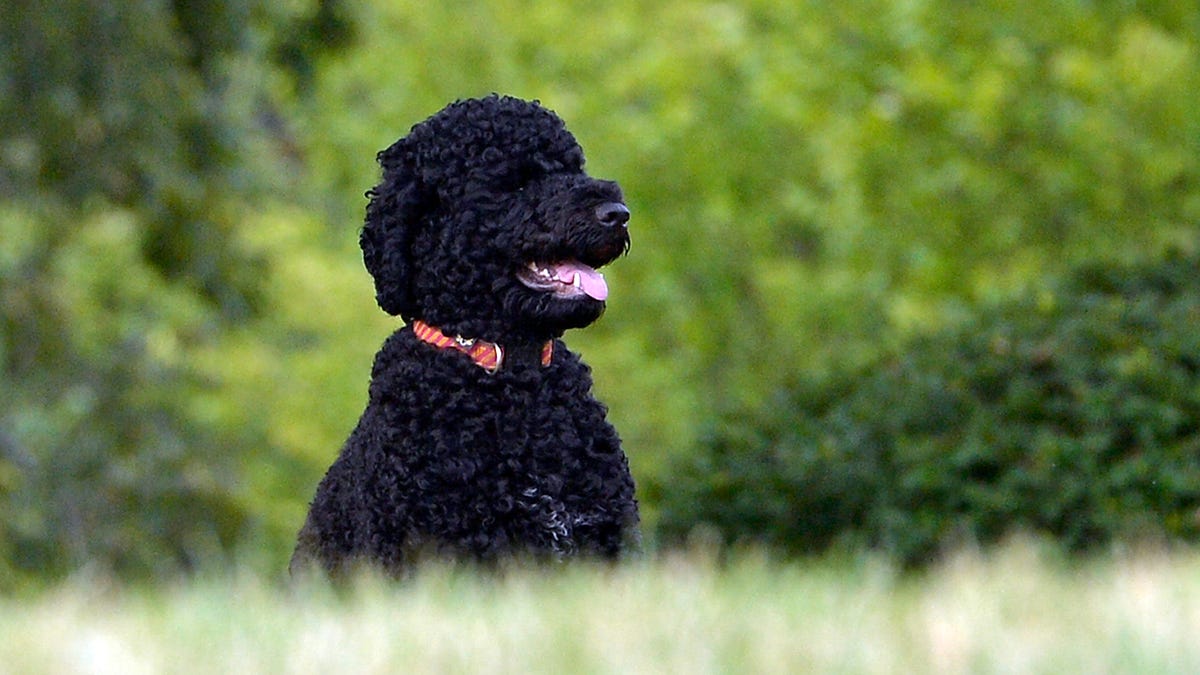 Obama mourns death of 'cherished' family dog